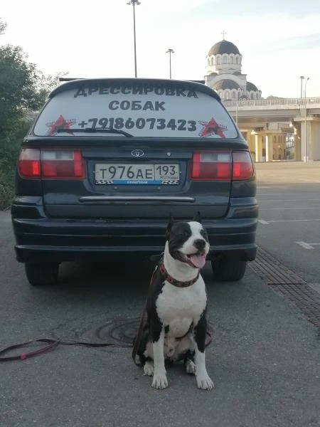 Фото Кинолог 