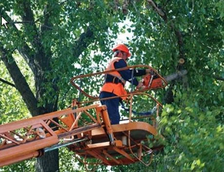 Фото Спил деревьев, обрезка деревьев