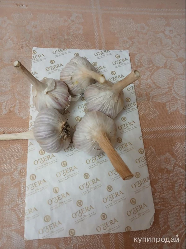 Фото Продам чеснок