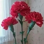 Фото №2 Ростовые гвоздики к 9 мая