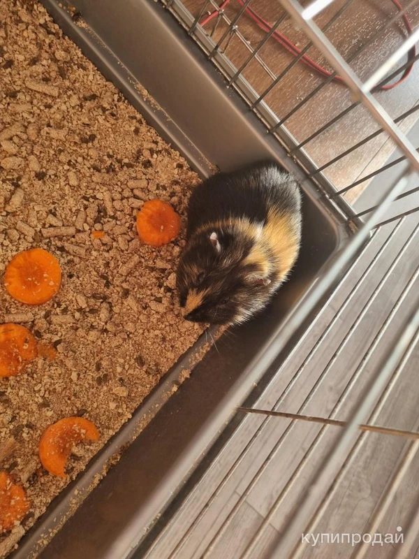 Фото Морская свинка