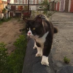 Фото №4 Кот Мейн-Кун на Вязку