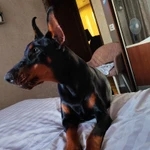 Фото №5 Продаются замечательные щенки породы "Доберман" от титулованных родителей.