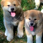 щенки акита ину