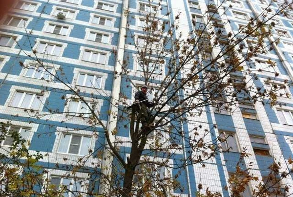 Фото Спил деревьев