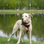 Фото №7 Собачка Луна в добрые руки