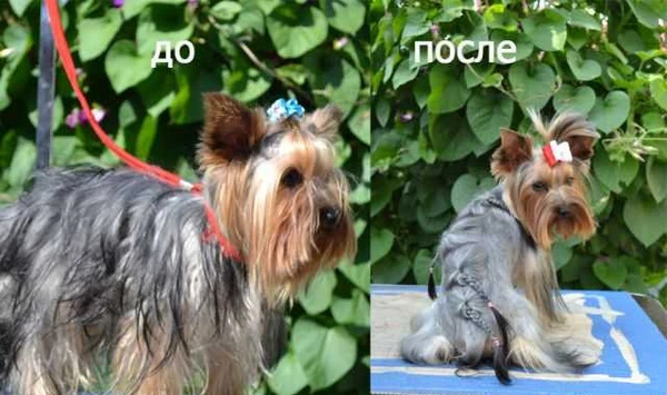 Фото Собаки