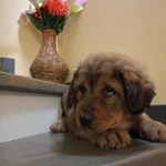 Фото №4 Щенки Бурятской собаки (Хотошо)