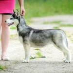 Фото №5 Хендлер