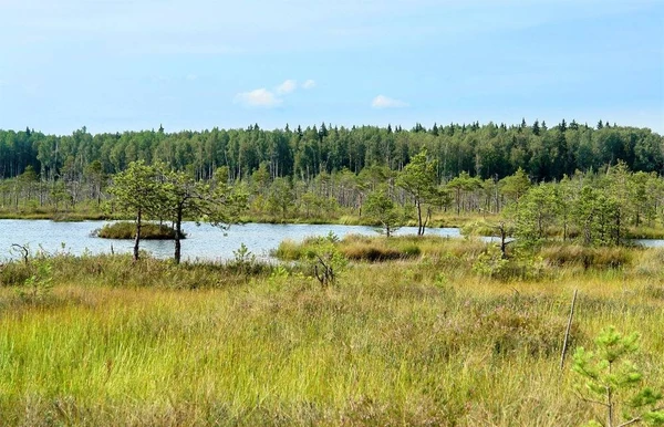 Фото Фундамент на болотах торфянниках в Тюмени, Тобольске, Сургут