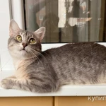 Фото №3 Кошечка Лилу серебристая полосатка в добрые руки