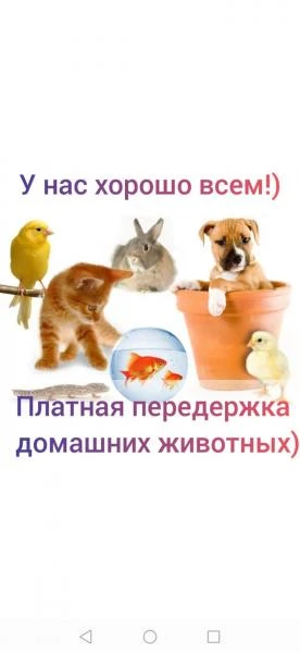 Фото Передержка домашних животных