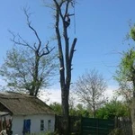 Фото №3 Спил деревьев любой сложности