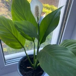 Фото №3 Спатифиллум