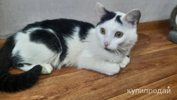 Фото Кот в ответственные руки