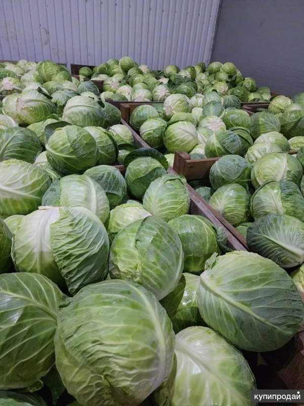 Фото капуста