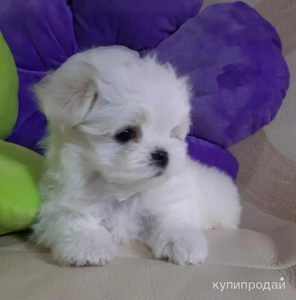 Фото Роскошные девочки Мальтезе