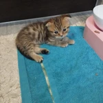 Фото №2 Котята