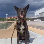 Маленькая, ласковая собачка Черри в добрые руки