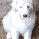 Фото №2 Южнорусские овчарки.