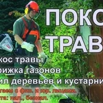Фото №5 Удаление деревьев