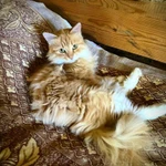 Фото №7 Кошечка Алиса в добрые руки