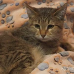 Фото №4 Кошечка Шурочка в добрые руки