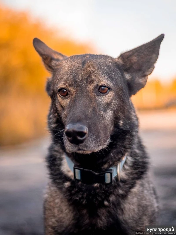 Спокойный утончённый Джай из приюта в добрые руки