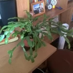 Фото №4 Декабристы