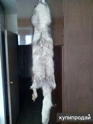 Фото Шкурка песца(чулок)