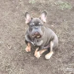 Фото №3 Французский бульдог мальчик