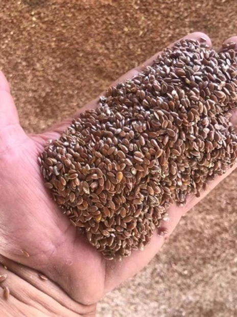 Фото Семена льна масличного