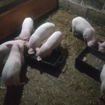 Фото №5 Продаются поросята ландрас