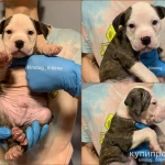 Фото №5 Американский булли, щенки xl, стандарт, классик