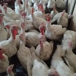 Фото №2 Земля,готовый бизнес ООО