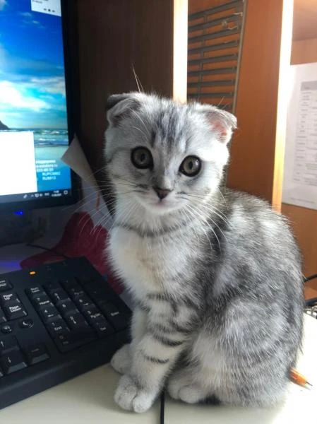 Фото Передержка для котиков 
