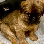 Фото №6 Продам щенка