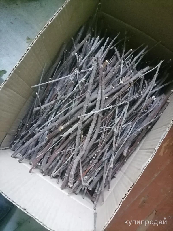 Фото Веточки айвы дикорастущей. Цена за 100 грамм.