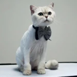 Фото №6 Услуги грумера: стрижка кошек и котов