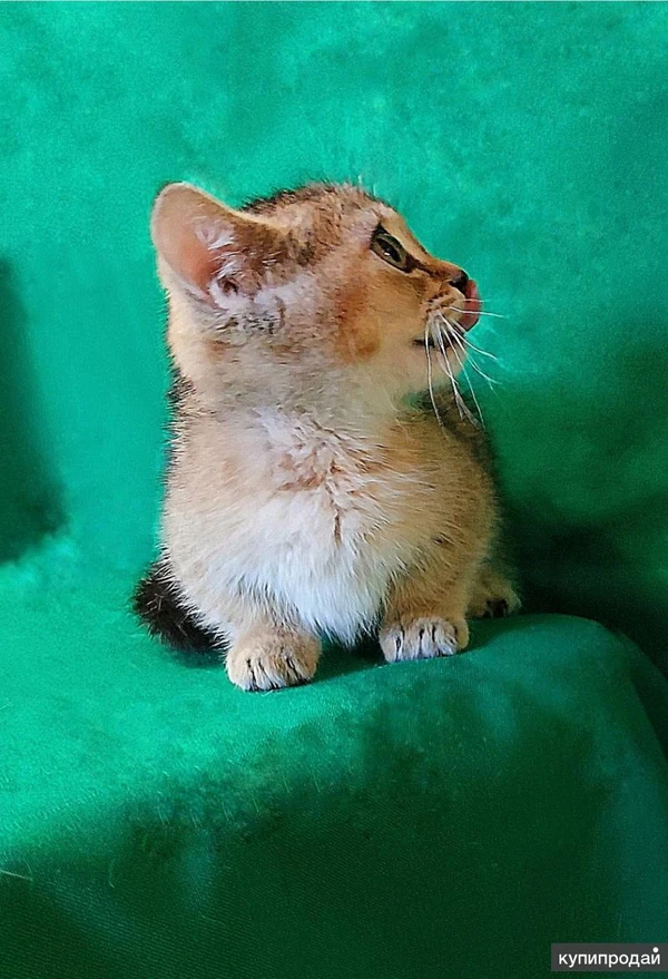 Фото Котята манчкин