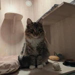 Фото №3 Гостиница для кошек в САО Москвы