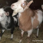 Фото №8 Продажа с/х животных