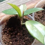 Фото №5 Продаю восковой плющ (лиана)