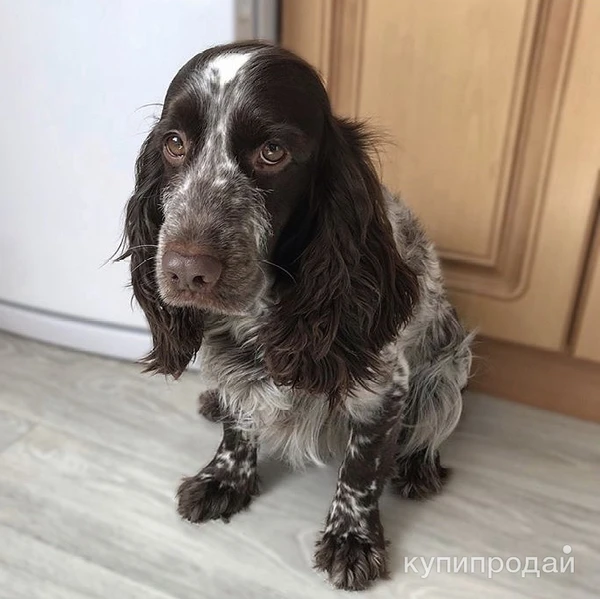 Фото Русский охотничий спаниель