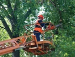 фото Спил деревьев, обрезка деревьев