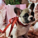 Французский бульдожек