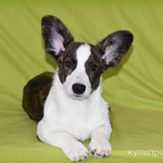 Фото №6 Вельш корги Кардиган - девочка