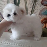 Фото №10 Мини Мальтезе из Information_puppylove
