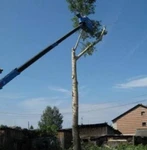 фото Профессиональный спил деревьев г. Богородск