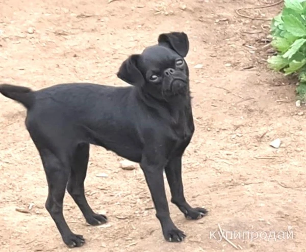 Фото Брабансон черный и шоколадный